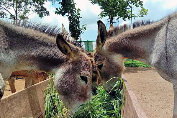 These donkeys were entrusted to Animal Rahat’s care after police broke up an illegal sand-mining scheme for which they were forced to work.