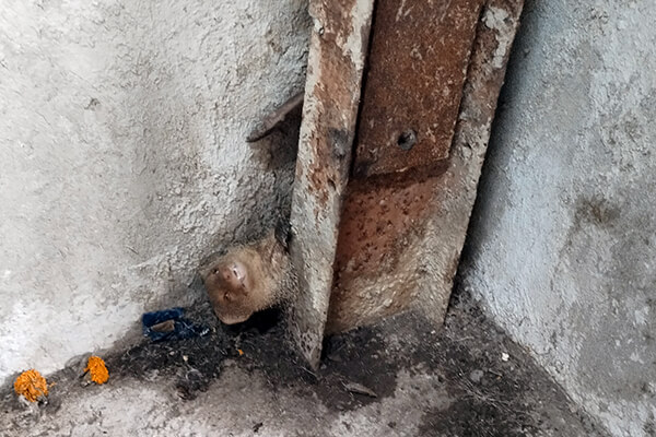 A mongoose is trapped between an iron support beam and a wall.