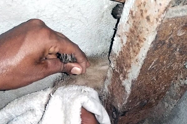 An Animal Rahat rescuer carefully frees the mongoose from the tiny spot in which he was stuck.