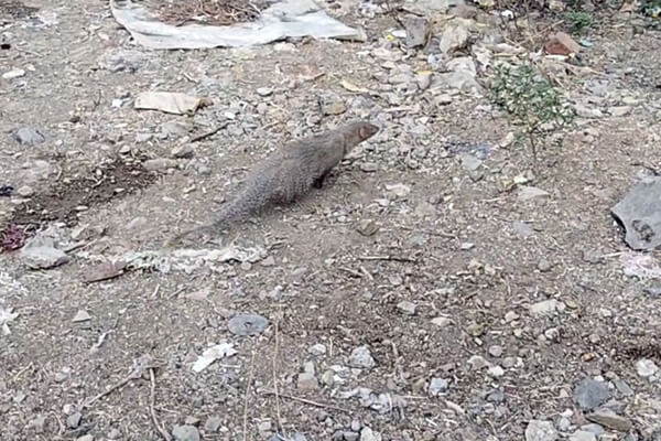 mongoose animal buy online