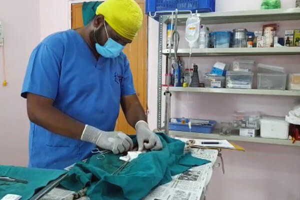 The cat is being sterilized at an Animal Rahat field office.