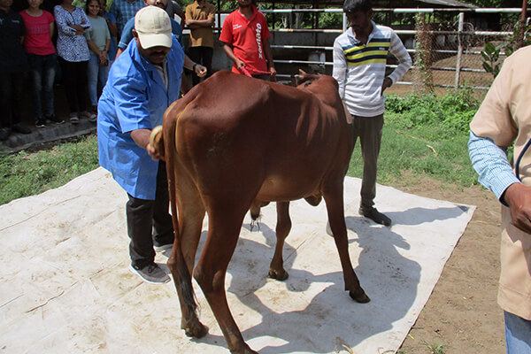 A bull is being groomed.