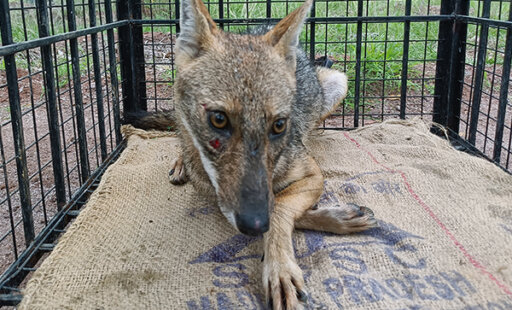 Frantic Dog and 195 Others Rescued This Month