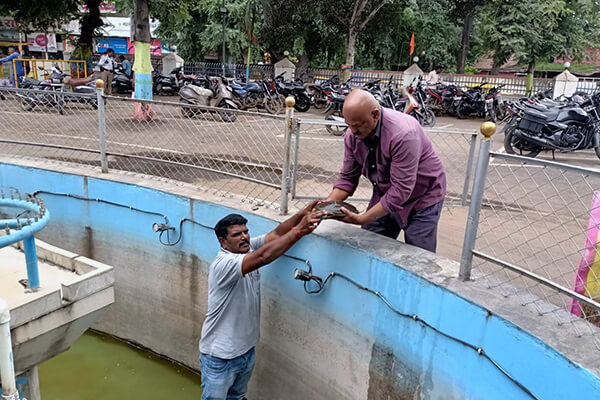 An Animal Rahat team member stands in the fountain, gently handing each turtle to a team member above.