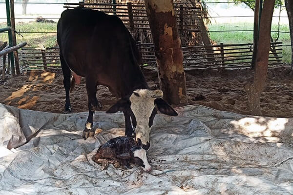 Cow Meera cleans off her newborn calf, Poornima.