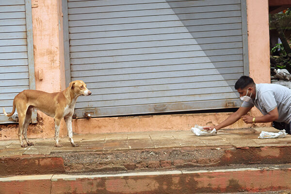 A homeless dog in India.