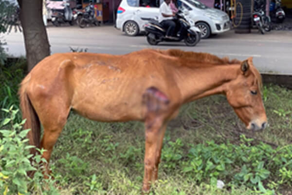 A pony was led to the side of the road after being hit by a vehicle.