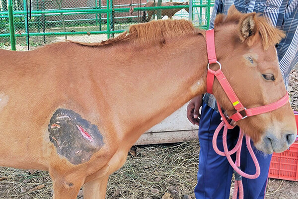 This photo shows the pony’s shoulder after the Animal Rahat team cleaned the wound.