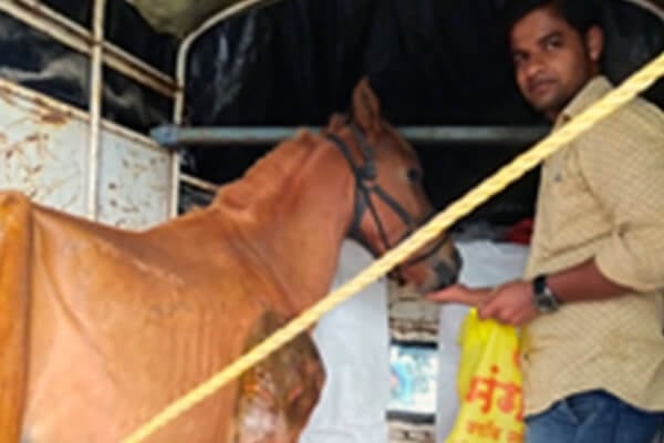 The injured pony is gently loaded into a trailer with fresh hay, ready to make the short trip to an Animal Rahat sanctuary.