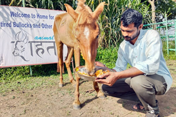 Animal Rahat staff welcome Gauri to the Ranapur sanctuary.