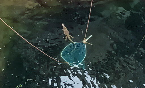 Super Wildlife Rescue of the Month