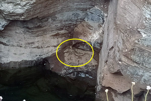 A monitor lizard sits trapped on the rocks in a deep well after falling into the water below.