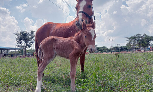 She Has Arrived! Beautiful Poornima Begins Life at Animal Rahat Sanctuary