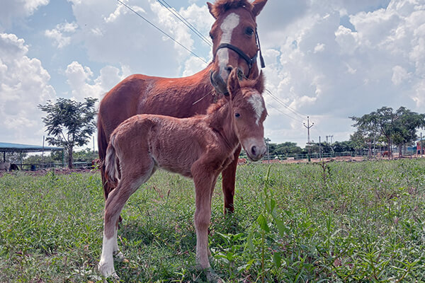 Jwala and Janaki bond at the Sangli sanctuary.