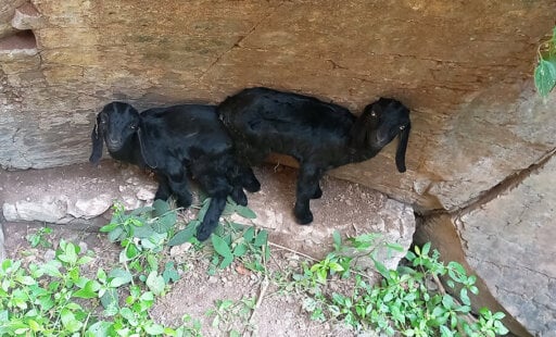 Little Yuvaan and Satvika Needed Their Mom—and Animal Rahat