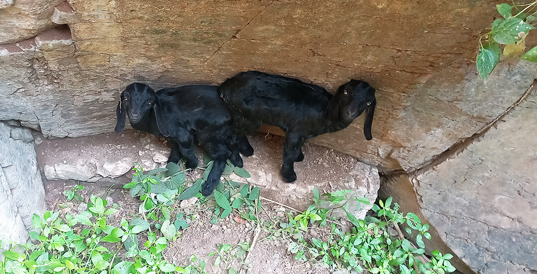 Two goat kids are sitting closely together at the bottom of a deep well.