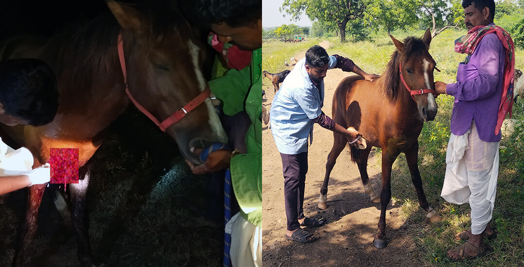 This image shows Tashi and an Animal Rahat veterinarian stitching her injury, and it shows Tashi after she has healed.