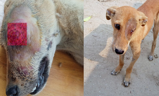 Puppy Left to Die Is Rescued by a Compassionate Child - Animal Rahat Puppy Left to Die Is Rescued by a Compassionate Child - Animal Rahat
