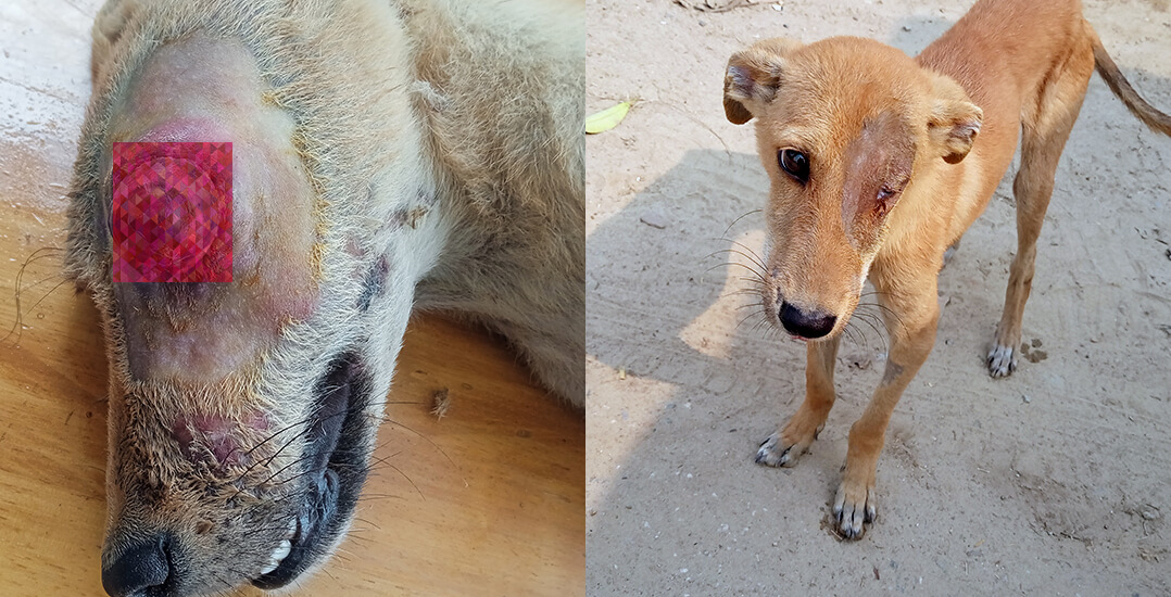 This image shows a censored view of Arjun’s bulging eye, and it shows Arjun after he has healed.