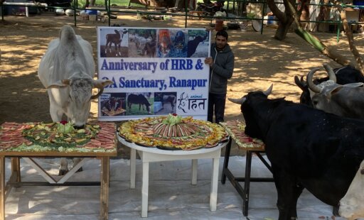 BIG WIN: Retired Animals Hit the Jackpot