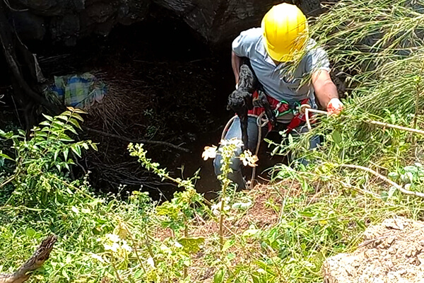 The rescue team carefully gathers each goat, and brings them safely aboveground.
