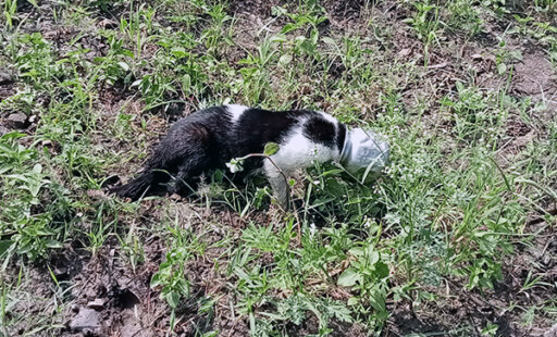 When Litter Becomes a Deathtrap