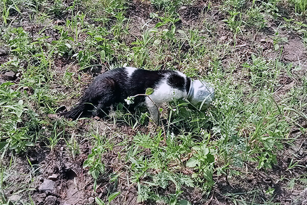 This cat was found with his head fully encased in a small steel pot.