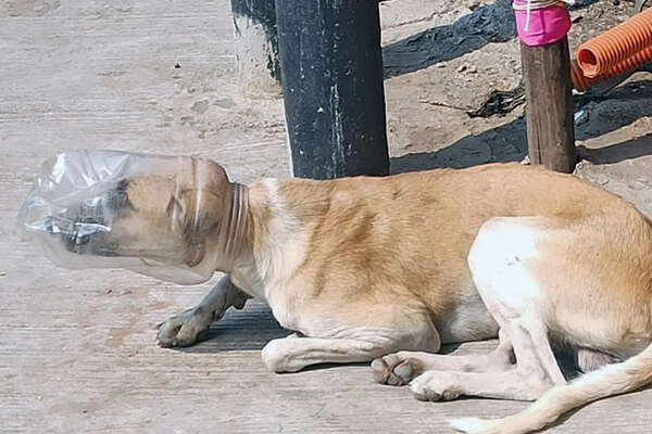 This image shows a village dog with his head stuck inside a plastic jug.
