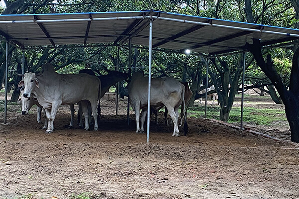 A free shed allows the animals to move about at their leisure, with access to shade and shelter from the rain.
