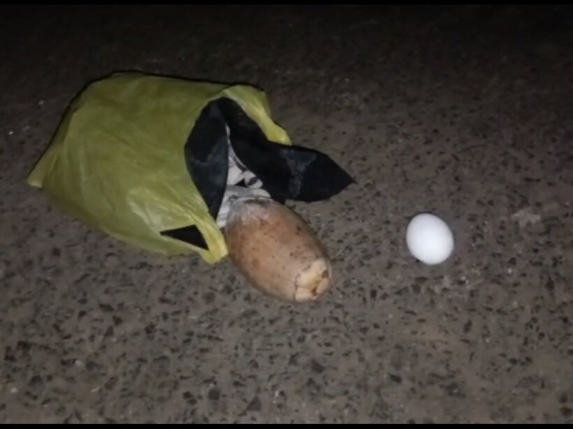 This image shows a plastic bag with a coconut hanging out of it.