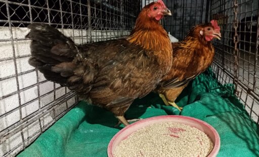 Ritual to Cure Sores Leaves Hens Traumatized