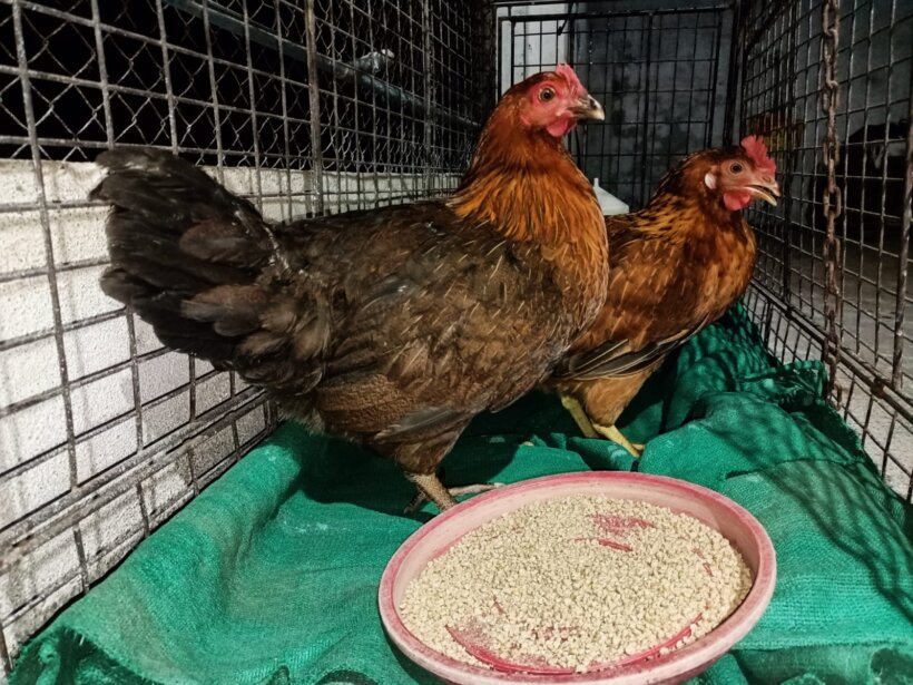 The two hens were loaded into a large enclosure, ready for a safe trip to an Animal Rahat sanctuary.