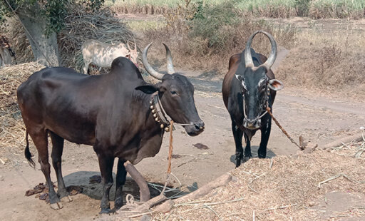 Latest News | Animal Rahat Latest News | Animal Rahat
