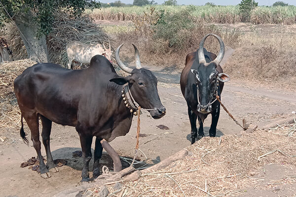 This image shows two animals unable to raise their heads because they are tied tightly.