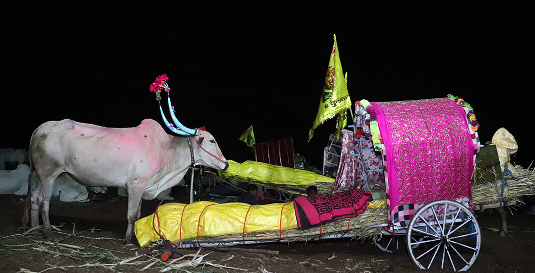 This image shows a bullock and the cart he is forced to pull at the 2023 Chinchali Fair.