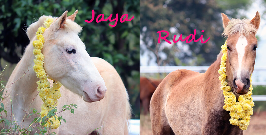 Pony Jaya and her son Rudi have flower garlands around their neck as they look around their new home.