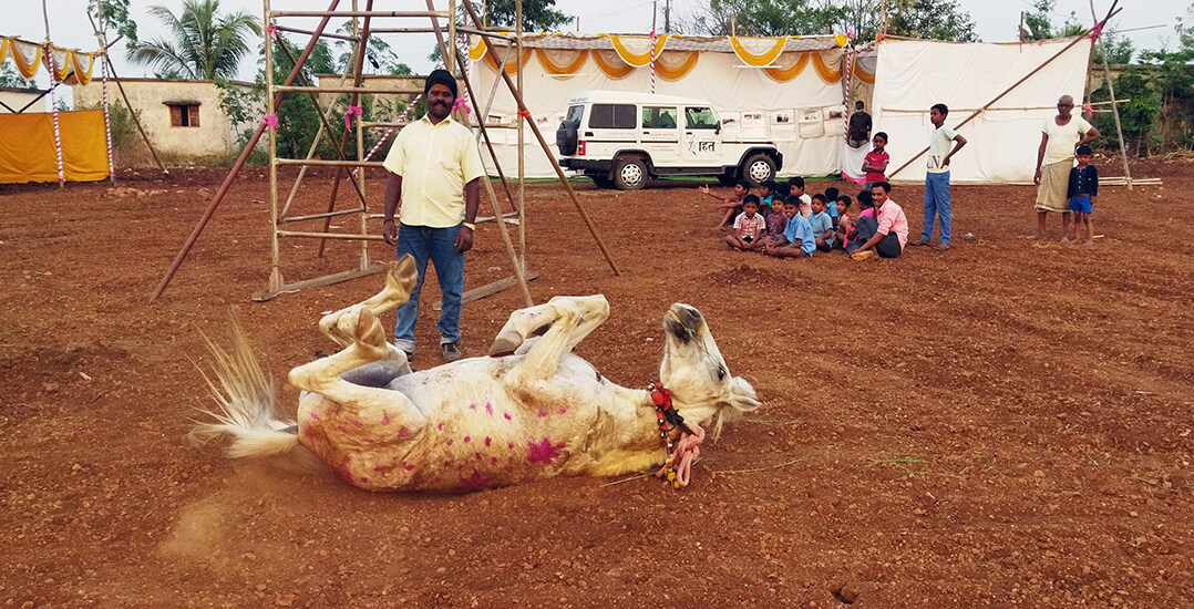 This image shows a pony rolling on the soft ground at an Animal Rahat campsite during the Chinchali Fair.