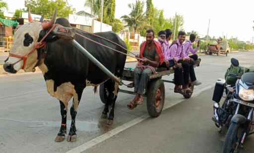 From Agony to Ecstasy: Check Out These Happy Bullocks