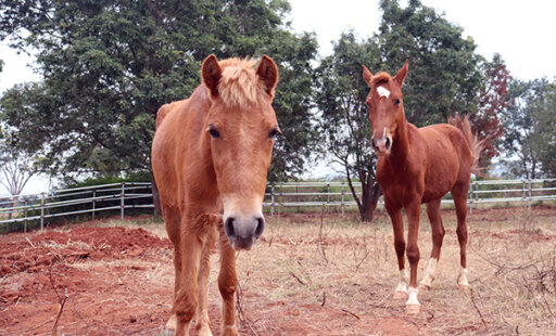 They’re Here! Animals Are Enjoying Animal Rahat’s Newest Sanctuary