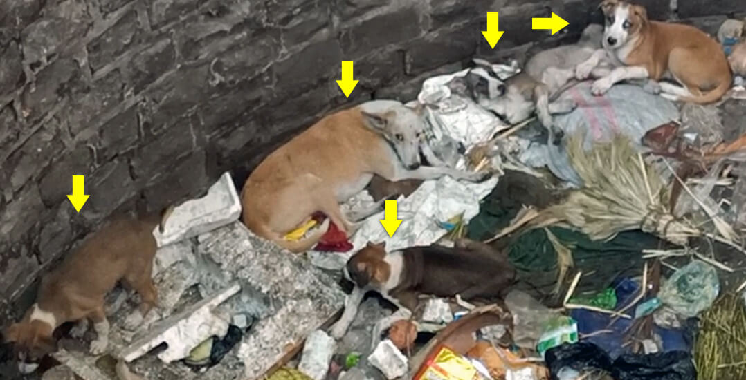 This image shows a dog and her four puppies in the well surrounded by garbage.