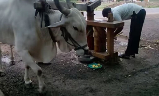 Sugar Cane Juice ‘Living Wheel’ Released From Servitude