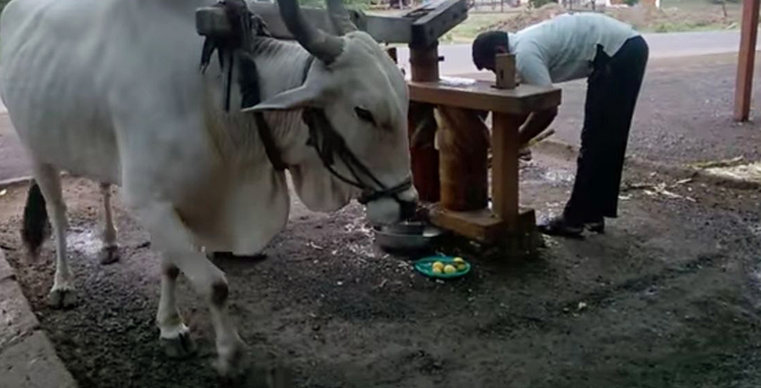 This image shows a sad bullock walking in a tight circle.
