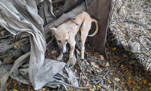 Onir Needed Animal Rahat