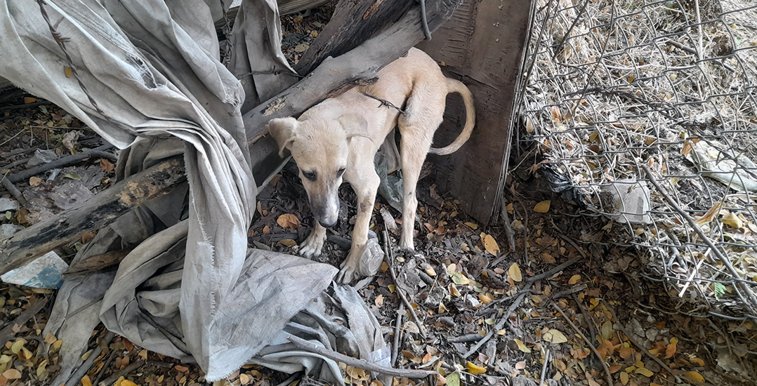 This image shows dog Onir ensnared in barbed wire.