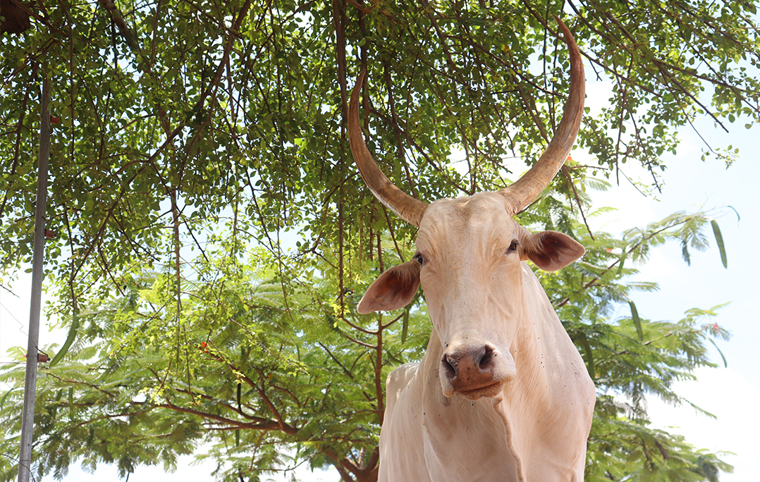 This image shows bullock Gunya under leafy branches at the Sangli sanctuary.