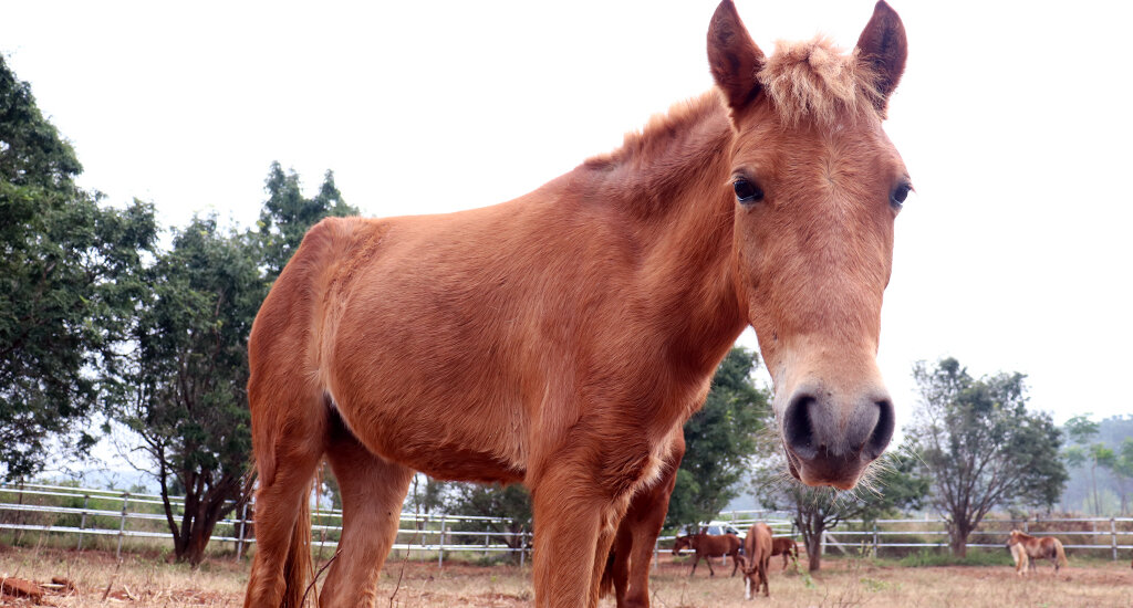 This image shows a pony at the Animal Rahat sanctuary in Gundlupet.