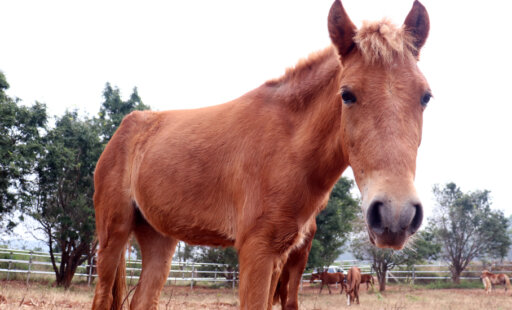 Horses, Ponies, and Mules Having the Time of Their Lives