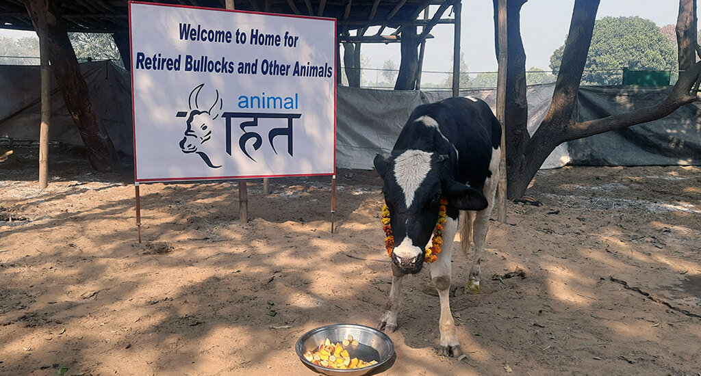 This image shows bull calf Bandhan being welcomed to the Animal Rahat sanctuary in Ranapur.