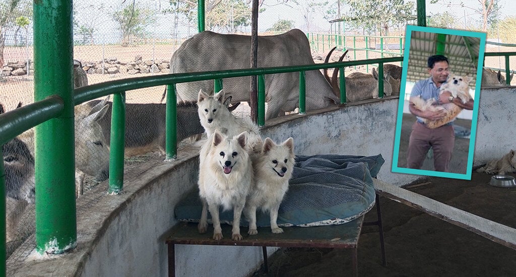 This image shows the rescued dogs at the Animal Rahat sanctuary in Sangli.
