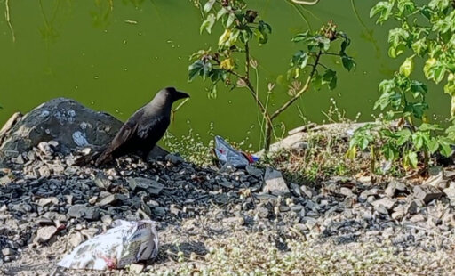 Helping Birds Beat the Heat